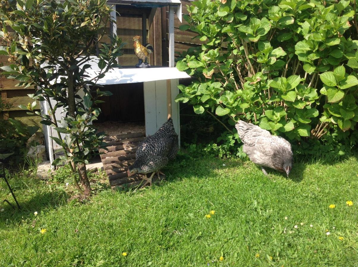 Le Jardin Des Poules Bed and Breakfast Thiétreville Exteriör bild